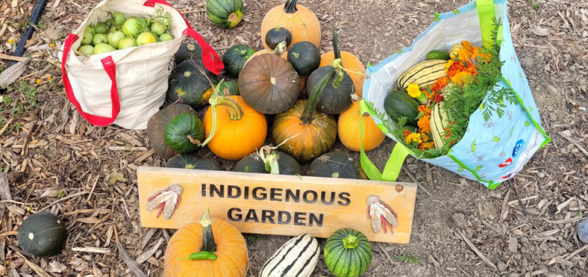 Closing the Season in the Indigenous Garden