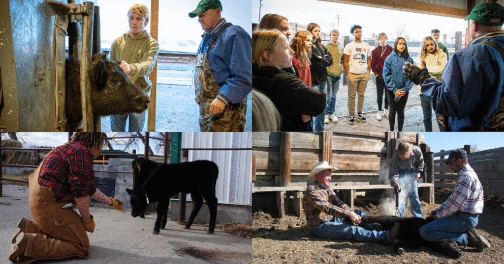 Homes for Heifers - What Your Donation Makes Possible 2